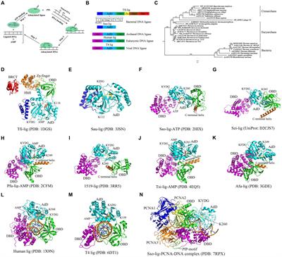 Thermostable DNA ligases from hyperthermophiles in biotechnology
